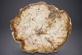 Polished Triassic Petrified Wood Table - Madagascar #352271-2